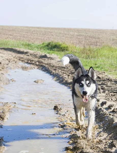 Husky Sacudindo Água Pântano Gramado Outono — Fotografia de Stock