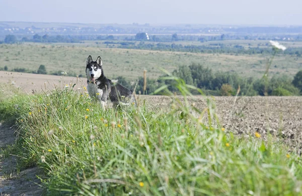 Husky Siberiano Fundo Das Montanhas — Fotografia de Stock