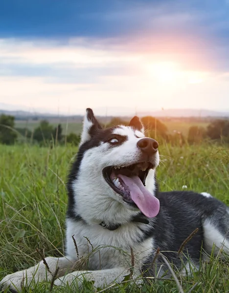 Hermoso Retrato Husky Increíbles Montañas Fondo Puesta Sol —  Fotos de Stock