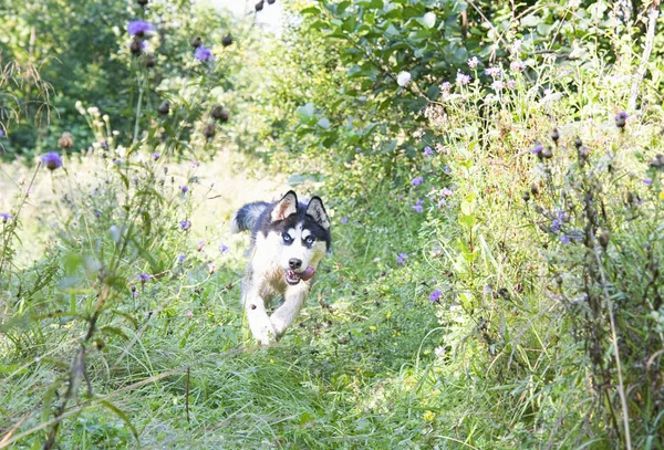 Söt Siberian Husky Körs Gräset — Stockfoto