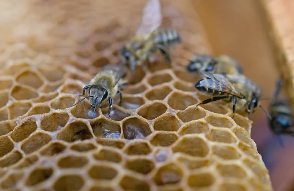 Pracująca Pszczoła Plastrze Miodu Bliżej — Zdjęcie stockowe