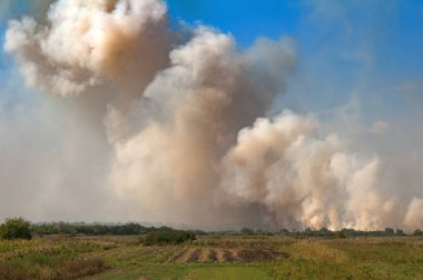 Sonbahar sahada ateş. Yakın çekim