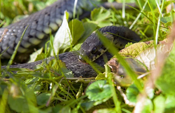 Serpiente Hierba Tomando Sol — Foto de Stock