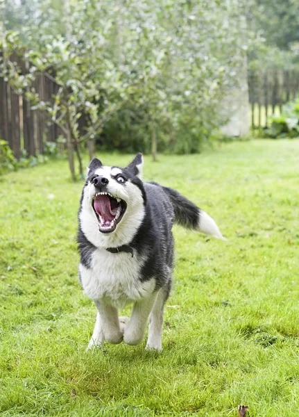 Cute Siberian Husky Running Grass — Stock Photo, Image