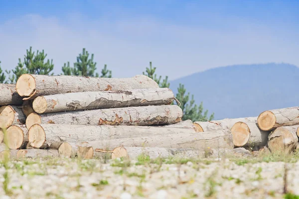 Mucchio Tronchi Legno Sotto Cielo Blu Nei Carpazi — Foto Stock