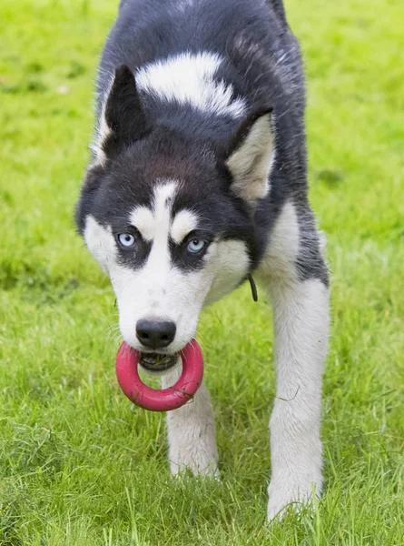 かわいいシベリアン ハスキー子犬プレイ グッズ芝生の上 かわいい犬 — ストック写真