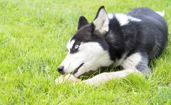 Schattig Siberische Husky Puppy Spelen Speelgoed Gras Schattige Hond — Stockfoto