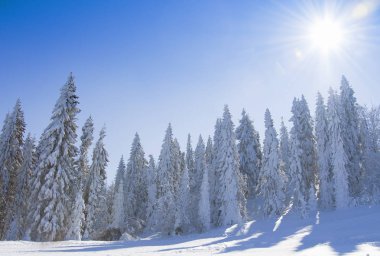 Karla kaplı ağaçlarla kaplı güzel kış manzarası