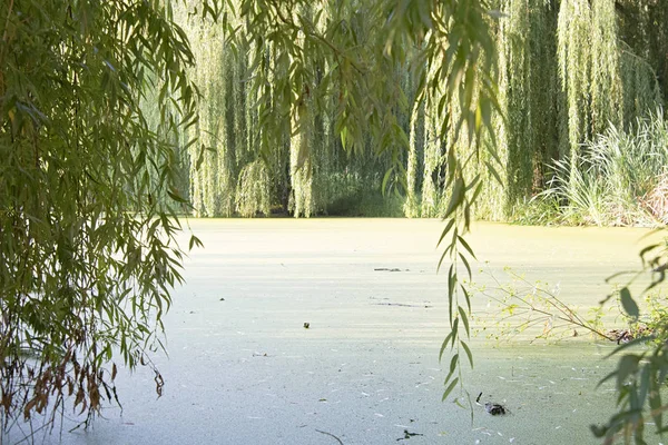 Güzel Park Lake Yakınındaki Ağlayan Söğüt Dalları — Stok fotoğraf