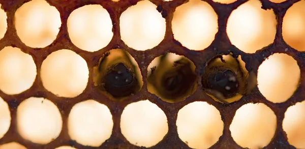 死了的蜜蜂 被灰尘和螨覆盖在一个空蜂窝上 — 图库照片