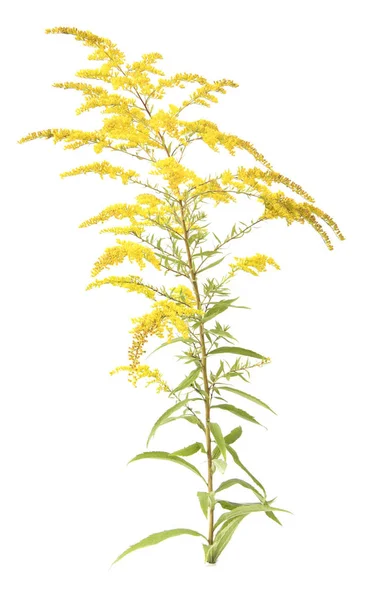 Solidago Goldenrod Planta Erva Medicinal Isolado Sobre Fundo Branco — Fotografia de Stock