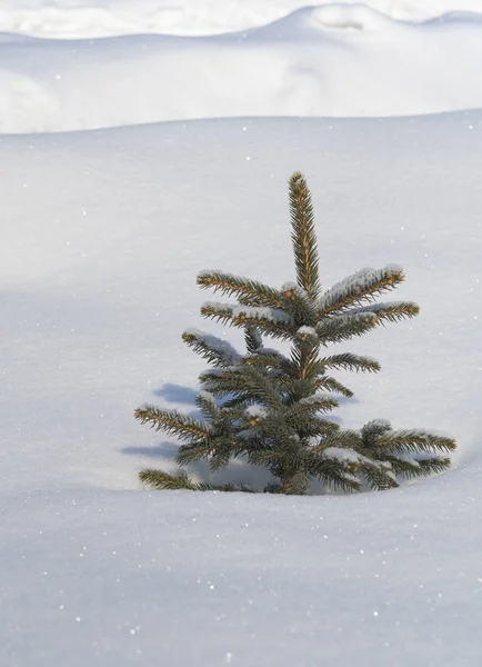Winterkiefer Schnee Eine Nahaufnahme — Stockfoto