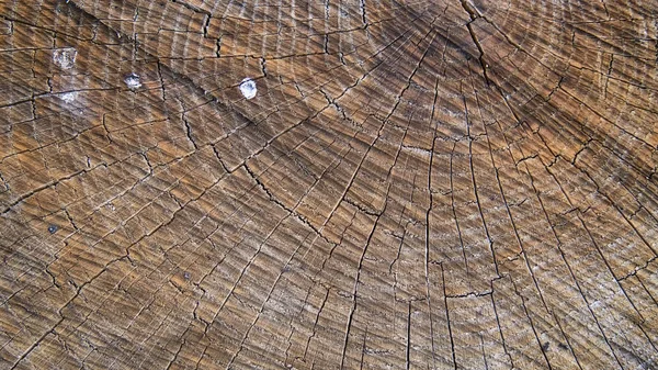 茶色の木の切り株の背景 をクローズ アップ — ストック写真