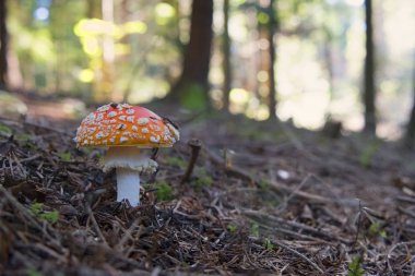 Sonbahar seaso kırmızı ve beyaz benekli mantarı