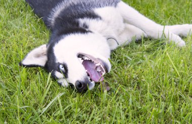 Şirin Sibirya husky köpek yavrusu oyun oyuncak çimenlerin üzerinde. Sevimli köpek