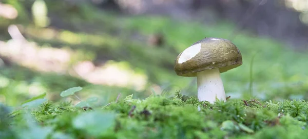 Mushroom Moss Forest — Stock Photo, Image