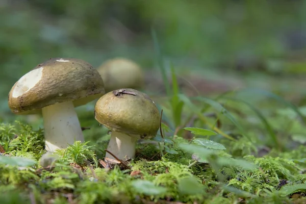 Mushrooms Moss Forest — Stock Photo, Image