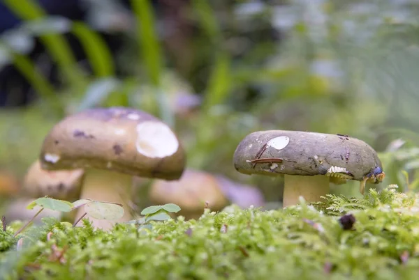 Two Mushrooms Moss Forest — Stock Photo, Image