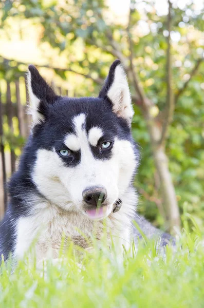 Söt Siberian Husky Valp Lek Leksak Gräs Söt Hund — Stockfoto
