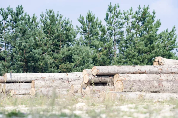 Pile Wooden Logs Blue Sky Carpathians — Stock Photo, Image