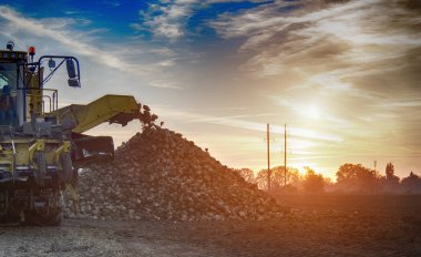 şeker pancarı hasat makineleri günbatımı arka plan üzerinde