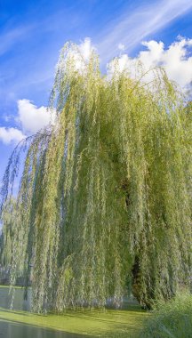 Güzel Park lake yakınındaki ağlayan söğüt dalları