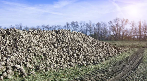 Farmers Harvest Sugar Beet Country Field — Stock Photo, Image