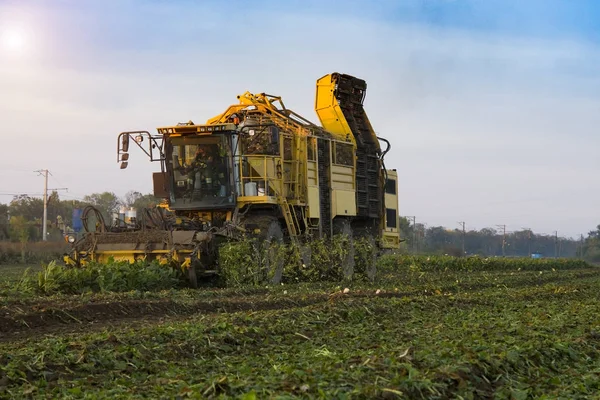 Zmechanizowane Maszyny Zbioru Buraków Cukrowych Polu Słoneczny Dzień — Zdjęcie stockowe