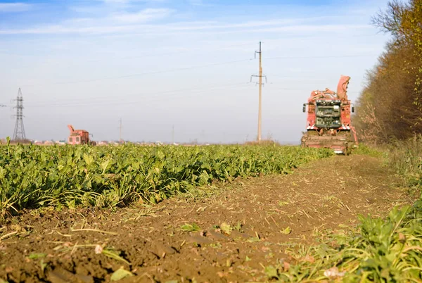 Mechanized Harvesting Sugar Beets Field Sunny Day — Stock Photo, Image