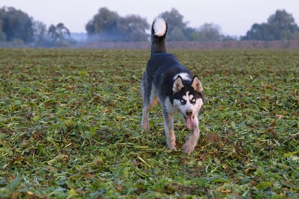 Husky Siberiano Campo Sullo Sfondo Del Tramonto — Foto Stock