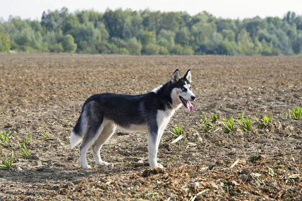 Husky Siberiano Campo Durante Dia Fechar — Fotografia de Stock