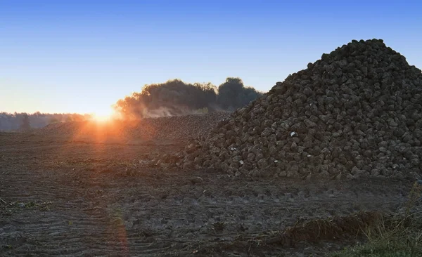 Sugar Beet Harvest Pile Sugar Beet — Stock Photo, Image