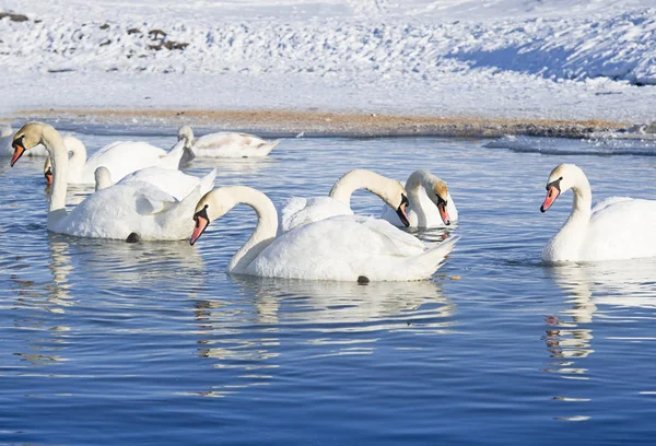 Cygnes Nageant Dans Lac Hiver — Photo