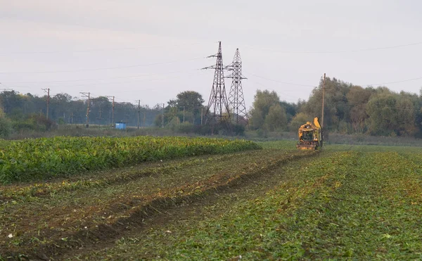 Farm Equipment Harvesting Sugar Beets Loading Them — Stock Photo, Image