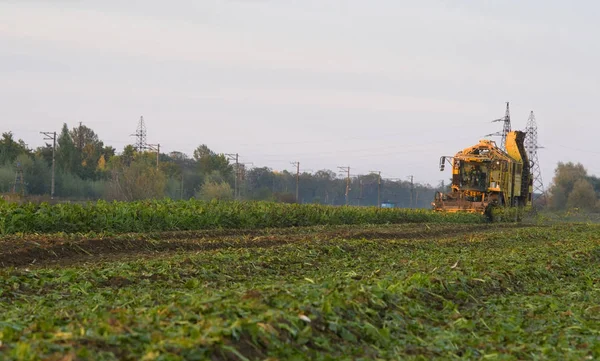 Farm Equipment Harvesting Sugar Beets Loading Them — Stock Photo, Image