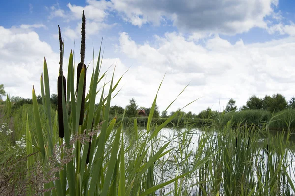 Rieten Worden Gebruikt Voor Het Weven Van Huishoudelijke Tassen Manden — Stockfoto