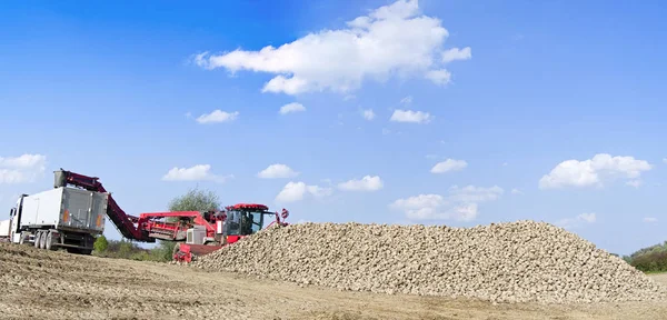 Agricultural Vehicle Harvesting Sugar Beets Sunny Autumn Day Panorama — Stock Photo, Image