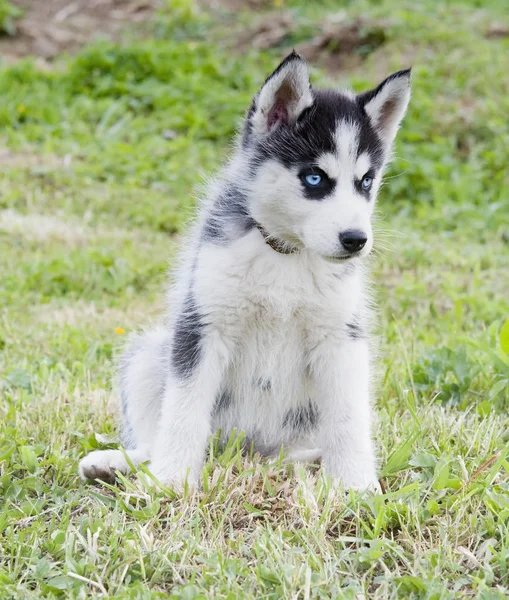 Siberian Husky Siede Nell Erba Verde — Foto Stock