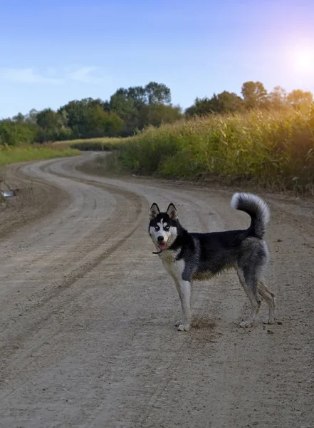 Husky Siberiano Contra Fundo Pôr Sol — Fotografia de Stock