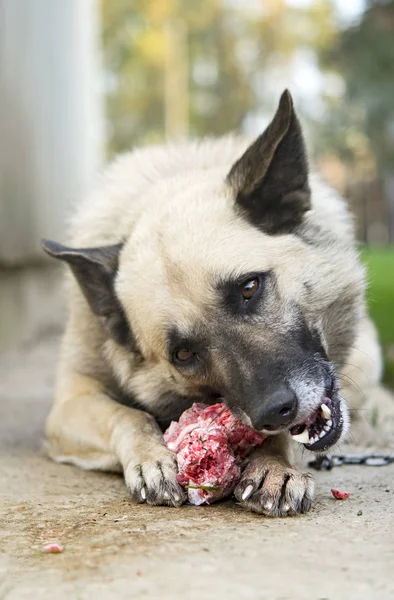 Dog Eating Raw Cow Bone Grass Garden — Stock Photo, Image