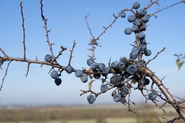 Ξηρό Blackthorn Prunus Spinosus Κοντινό Πλάνο — Φωτογραφία Αρχείου