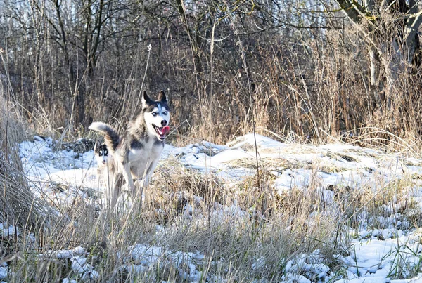 Feliz Husky Siberiano Passeio Parque Inverno — Fotografia de Stock