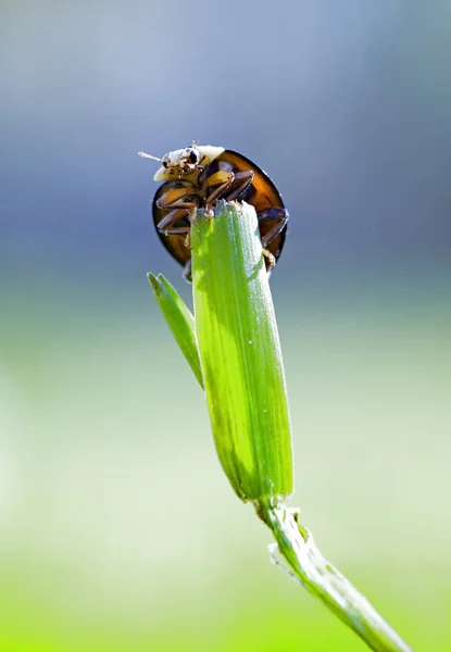 Coccinella Foglia Verde Sfondo Verde — Foto Stock