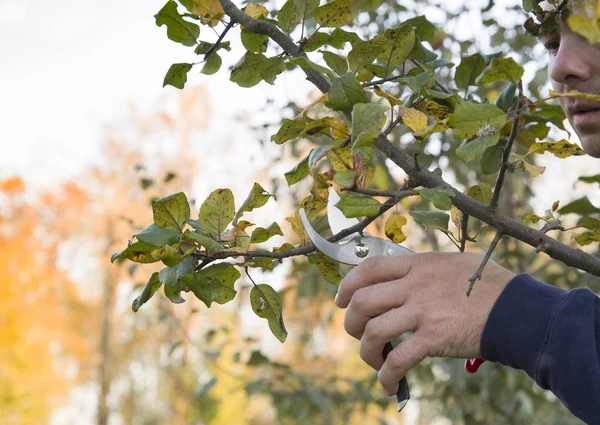 pruning of trees with secateurs in the garden