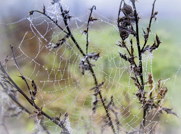 Telaraña Con Gotas Agua — Foto de Stock