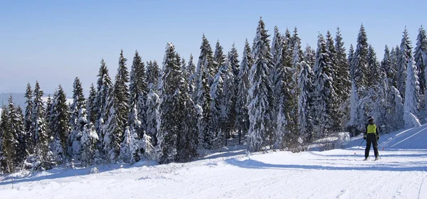 Skier Descends Mountain Forest — Stock Photo, Image