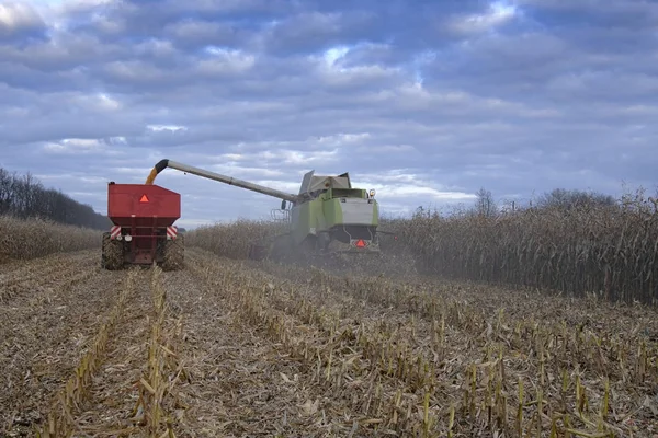 Harvest corn harvester and tractor in corn