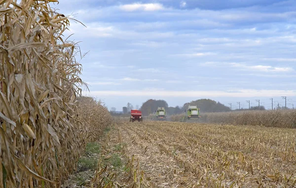 Harvest corn harvester and tractor in corn