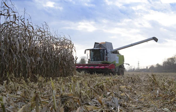harvesting of corn field with combine in early autumn