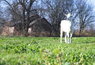 keçi ayakta yeşil çim bir köy evinin arka plan üzerinde